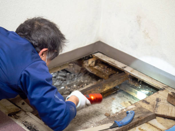 Best Residential Mold Removal  in Grambling, LA