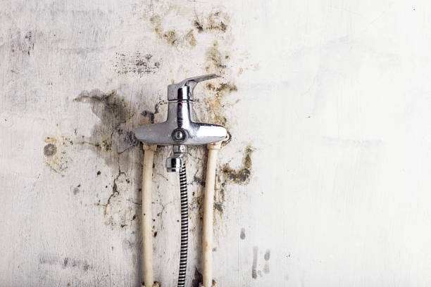 Best Black Mold Removal  in Grambling, LA