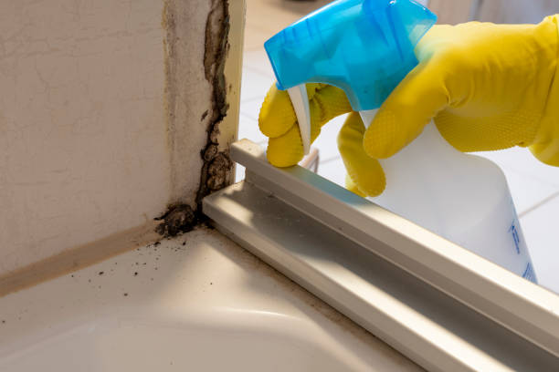 Mold Removal Process in Grambling, LA