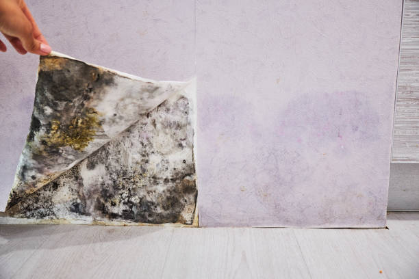 Best Mold Cleaning Services  in Grambling, LA